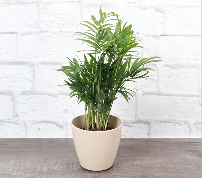 Thorsen's Greenhouse Parlor Palm Plant, Live Indoor Plant, Neanthe Bella Palm, Natural Air Purifier, Easy to Grow, Pet Safe Plant, 4-inch Diameter Pot (Natural)