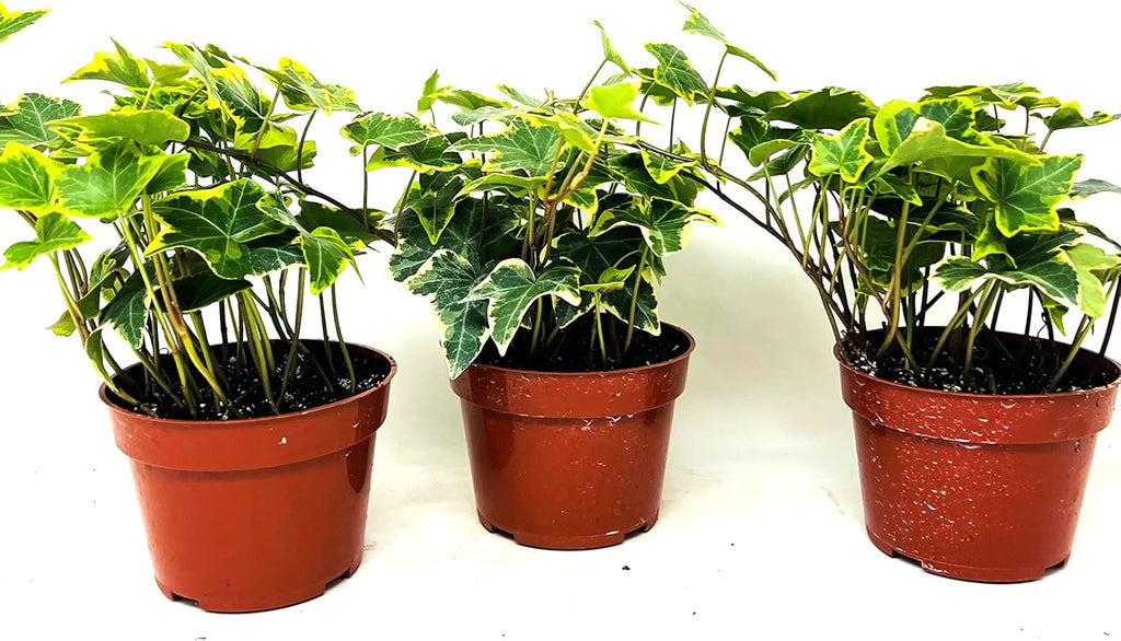 JM BAMBOO Gold Child English Ivy -3 Pack 3'' pots -Groundcover House Plant