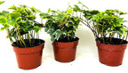 JM BAMBOO Gold Child English Ivy -3 Pack 3'' pots -Groundcover House Plant