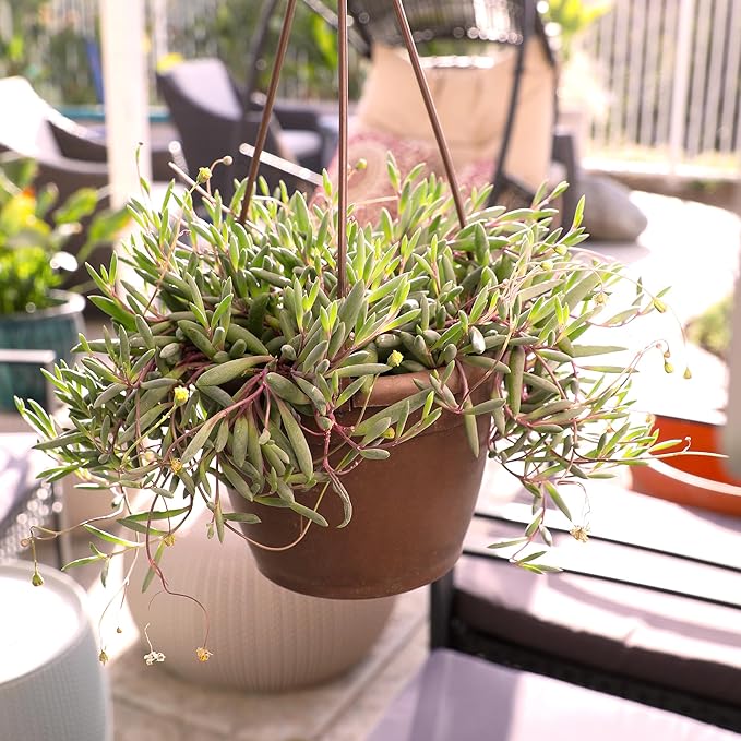 Ruby Necklace Succulent Vine Hanging Basket, Othonna capensis, Live Succulents Plants Live Houseplants, House Plants Indoors Live Indoor House Plants, Unique Live Plant Basket by Plants for Pets