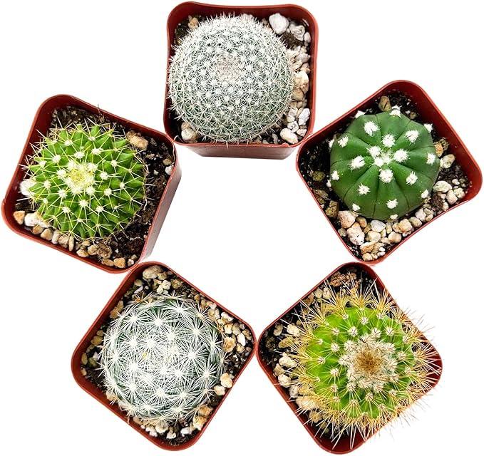 Sprout N Green Live Cactus Plants, 10 Pack Assorted Real Cacti Potted in 2" Starter Pot with Soil Mix, Rare Small Indoor House Plants for Home Garden Wedding Decor Party Favor