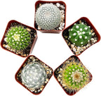 Sprout N Green Live Cactus Plants, 10 Pack Assorted Real Cacti Potted in 2" Starter Pot with Soil Mix, Rare Small Indoor House Plants for Home Garden Wedding Decor Party Favor