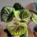 Begonia Masoniana Rock, Live Houseplant Decor in 6" White Pot, Textured Leaves, Easy Botanical Gift, Iron Cross Houseplants, Desk Decor & Gifts, Office Plants & Decorative Plants by Plants for Pets