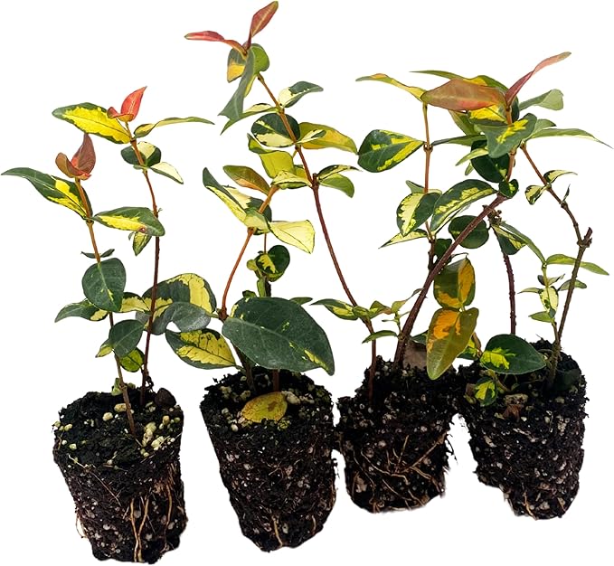 ragnaroc Jasmine Summer 2-6" (Jasminum officinale) 8ct - Live Plant for Indoor Outdoor Use, Garden & Landscaping - Live Arrival Guaranteed