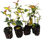 ragnaroc Jasmine Summer 2-6" (Jasminum officinale) 4ct - Live Plant for Indoor Outdoor Use, Garden & Landscaping - Live Arrival Guaranteed