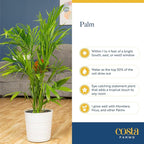 Costa Farms Majesty Palm Live Plant in Decorative Pot, Indoor Houseplant, Perfect for Home, Room, or Office Decor, Great House Warming or Birthday Gift, 3-4 Feet Tall