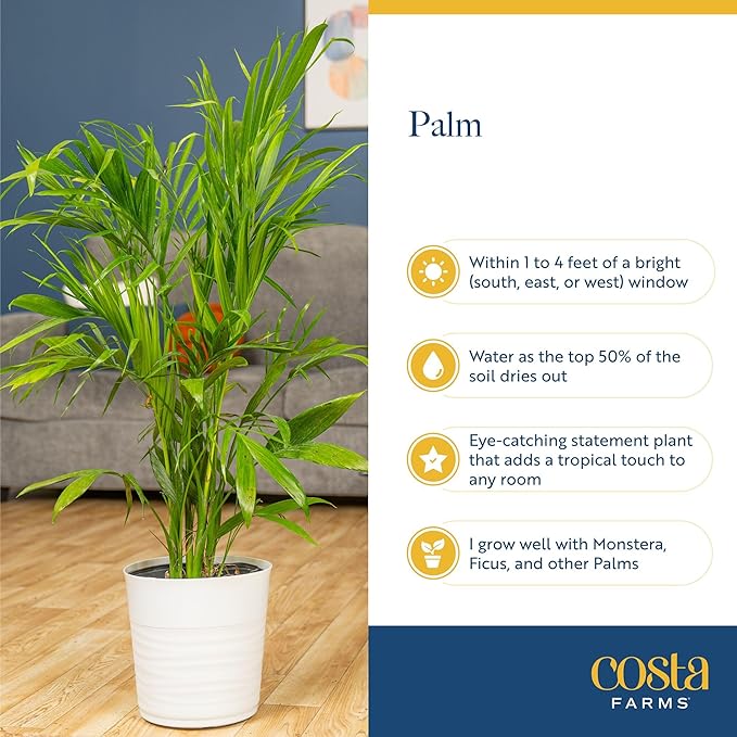 Costa Farms Cat Palm, Live Indoor Houseplant in Décor Planter, Tree-Like Floor House Plant Potted in Soil, Housewarming Gift for New Home, Living Room or Office Decor, Patio Decor, 3-4 Feet Tall