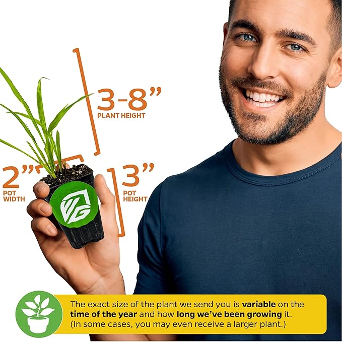 Pandan Live Plant - Pandanus Amaryllifolius - Wellspring Gardens Exquisite Fragrant Herb Great for Nature Lovers, Outdoor Gardens, Vegetable Patches, and Indoor Use - Lush Green Foliage Pandan Leaves