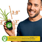 Pandan Live Plant - Pandanus Amaryllifolius - Wellspring Gardens Exquisite Fragrant Herb Great for Nature Lovers, Outdoor Gardens, Vegetable Patches, and Indoor Use - Lush Green Foliage Pandan Leaves