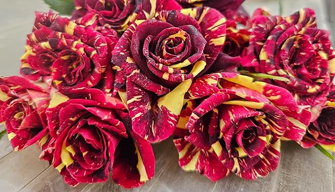 Ma Cherie Roses - Abracadabra Rose - 1 Gallon Rose - Live Plant Ready to Plant
