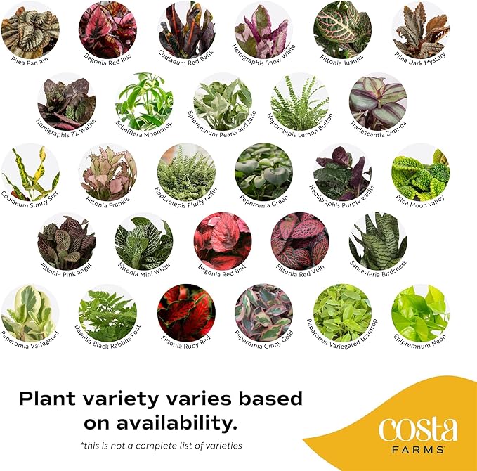 Costa Farms Mini Live Indoor Houseplants (20-Pack), Starter Plants in Nursery Pots, Assorted Foliage Mix (Varieties May Vary), Bulk Tiny Plants for DIY Terrariums, Party Favors, and Home Office Decor