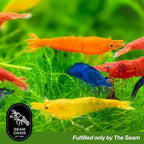 Mix Neocaridina Shrimps for Freshwater Aquariums (Pack of 10)