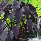 ‘Black Magic’ Taro, a Great Live Pond Plant for Your Water Garden. Filters The koi and Goldfish Pond. Good for Bogs, Plant Shelf or Shallow Water This marginal Aquatic is a Real Beauty