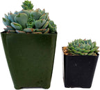 Fat Plants San Diego Live Echeveria Hybrid Succulent Plant (4 inch, Minima)