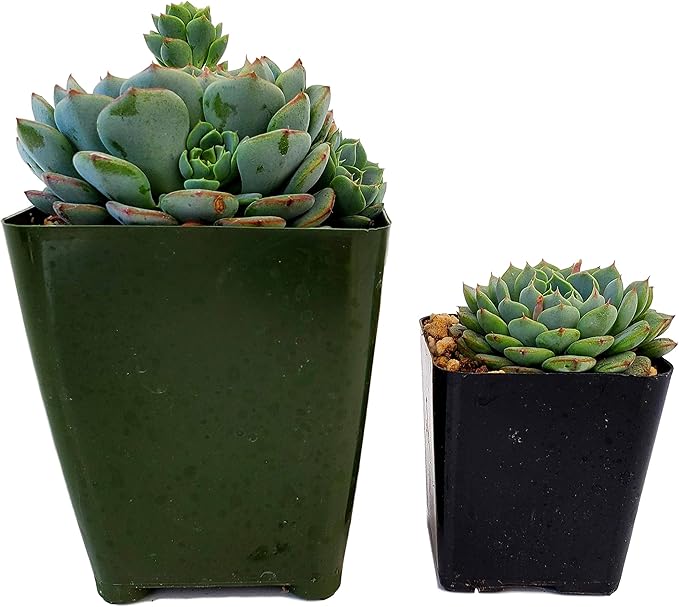 Fat Plants San Diego Live Echeveria Hybrid Succulent Plant (4 inch, Minima)