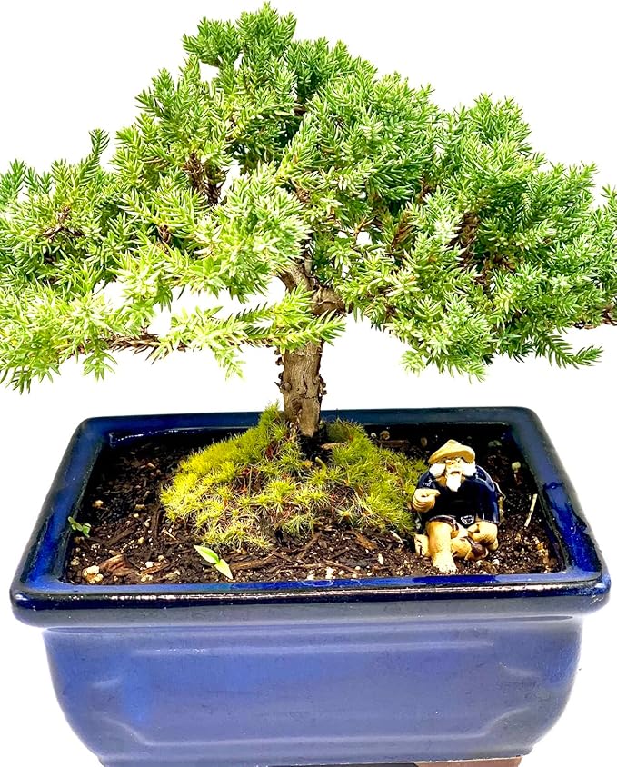 Live Dwarf Juniper Bonsai Tree | Indoor/Outdoor | 100% Handcrafted| Home and Office Décor | Best Gift for Holiday (M)