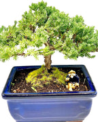 Live Dwarf Juniper Bonsai Tree | Indoor/Outdoor | 100% Handcrafted| Home and Office Décor | Best Gift for Holiday (M)