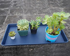 VUWEZ 2 Pack Plant Growing Nursery 1020 Trays, Plant Saucer Tray, Heavy Sturdy Seed Starting Trays, Plant Starter Trays for Indoors No Holes, Seed Starter Growing Tray (22"x11.2", Blue)