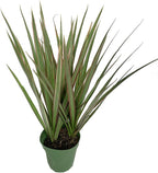 5 Pack Indoor Houseplant Collection - 5 Live Plants in 4 Inch Pots - Grower's Choice Based on Health, Beauty and Availability - Florist Quality Easy to Grow Air Purifying Indoor Plants