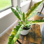 Variegated Ring of Fire Philodendron Houseplant Decor, Air Purifying Houseplants in 6" White Pot, Unique Live Gift, Indoor Planters, Real Plants, Decorative Variegated Plants by Plants for Pets