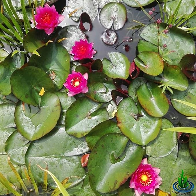 Live Water Lily Tuber Nymphaea James Brydon Pink Hardy Aquatic Plants for Aquarium Freshwater Fish Pond Garden