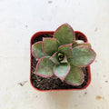 Blissful Aeonium Kiwi in 2" Pot Sizes in Between 2" to 4" Diameter, Easy Growing, Drought Tolerant for Outdoor Wedding Decoration DIY Projects Party Favor