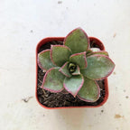 Blissful Aeonium Kiwi in 2" Pot Sizes in Between 2" to 4" Diameter, Easy Growing, Drought Tolerant for Outdoor Wedding Decoration DIY Projects Party Favor