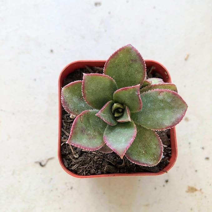Blissful Aeonium Kiwi in 2" Pot Sizes in Between 2" to 4" Diameter, Easy Growing, Drought Tolerant for Outdoor Wedding Decoration DIY Projects Party Favor