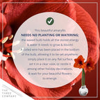 Snow Flecked Waxed Amaryllis Bulb 2-Pack – Silver Wax with Red Blooms – Live Holiday Gift Plant, Easy Care, No Watering Needed