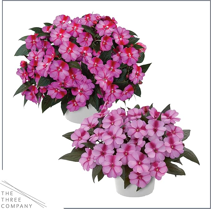 Live Flowering New Guinea Impatiens - Bicolor Pink (2 Plants Per Pack), Beautiful Shade Flowers, 12" Tall by 5" Wide in 1 Qt Pot