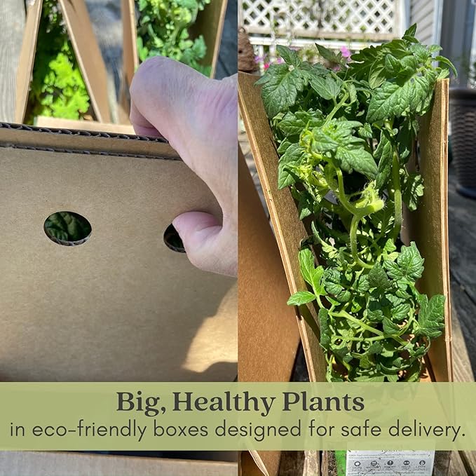 Clovers Garden Beefsteak Tomato Plants –Two (2) Live Plants – Non GMO - Not Seeds - Each 4" to 8" Tall – in 4" Inch Pots - Large Fruit, Crack-Resistant