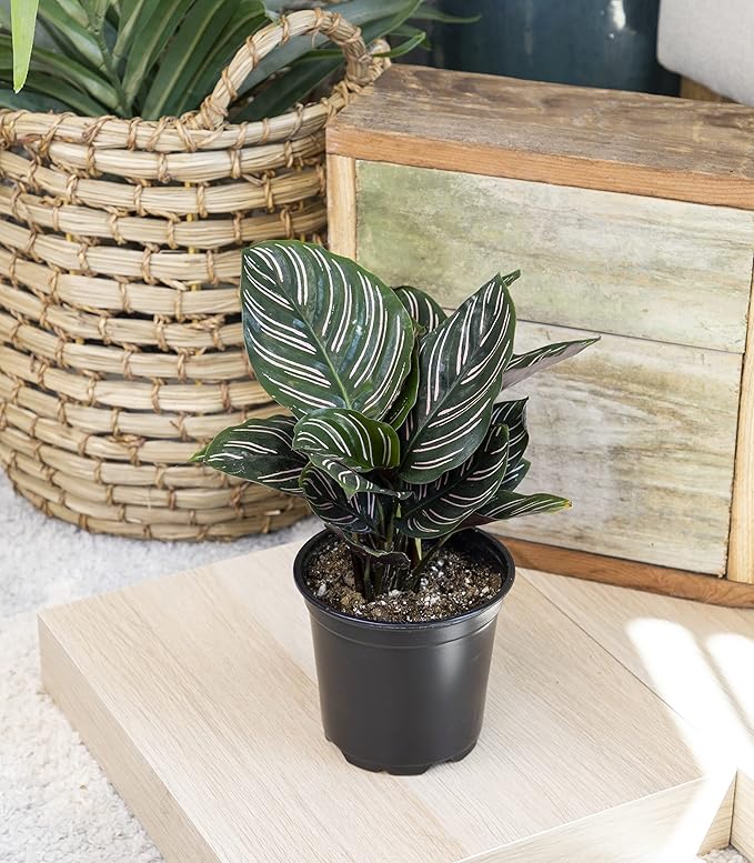 Calathea Plant Live Prayer Plant Live Indoor Plant, Calathea Live Plant Live House Plant Live Plants Indoor, Live Houseplants Live Prayer Plants Live House Plants by Plants for Pets, Black
