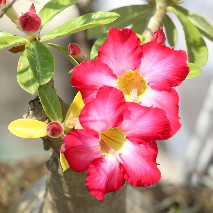 CarpetC 10+ Desert Rose Seeds for Planting, Adenium obesum Caudex Succulent with Showy Blooms, Non-GMO Heirloom for Bonsai and Containers