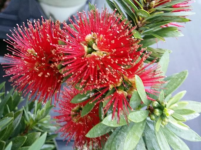 Little John Dwarf Bottlebrush Tree - Callistemon viminalis cv - Live Hummingbird Plant - Unusual Red Flower - Emerald Goddess Gardens- Starter Sz 4 Inch Pot