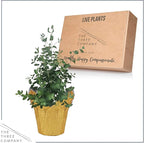 Live Aromatic and Healthy Herb - Eucalyptus, Improves Air Quality, Wrapped in Deco Cover, 14" Tall by 6" Wide in 1.25 Quart Pot