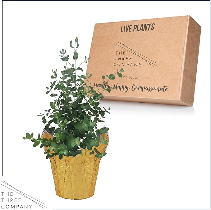 Live Aromatic and Healthy Herb - Eucalyptus, Improves Air Quality, Wrapped in Deco Cover, 14" Tall by 6" Wide in 1.25 Quart Pot