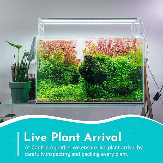 Rotala Rotundifolia RED Live Aquarium Plant - Fast Growing - Small Round Leaves - Mid-Ground Positioning - All Natural & Organic Aquatic Plant - Long Lasting & Easy to Care