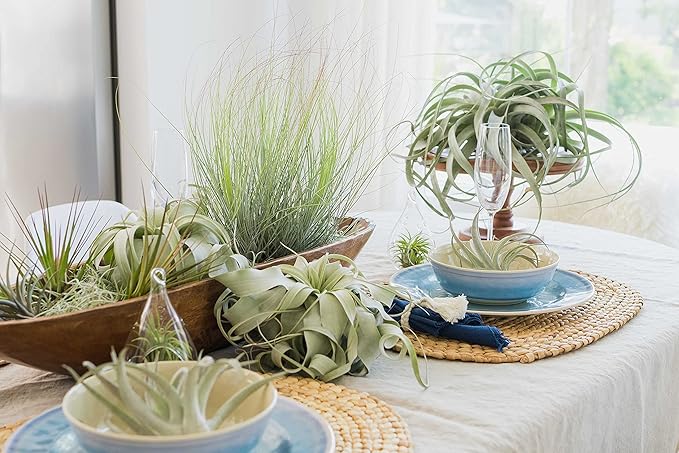 Tillandsia Duratii - Live Tillandsia Succulent House Plants - Home and Garden Decor - Easy Care Indoor/Outdoor Plants (Pack of 1)