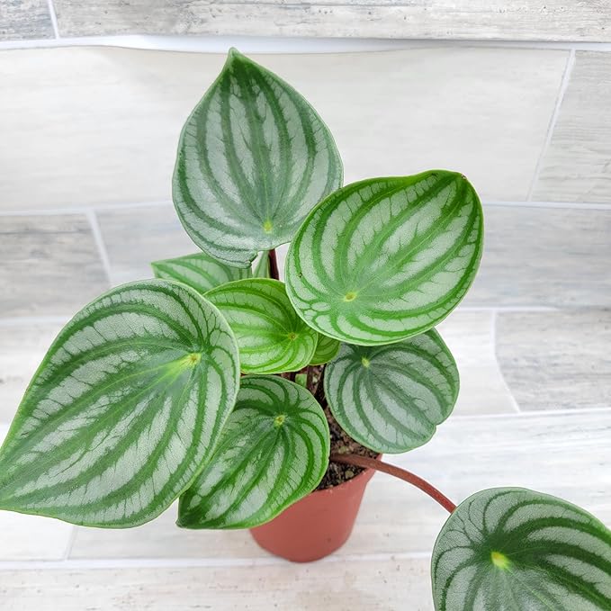 Rare Watermelon Peperomia (Peperomia argyreia) – Live Indoor Houseplant | 4″ Pot | Easy-Care Exotic Plant | Unique Variegated Foliage | Air Purifying Greenery for Home or Office