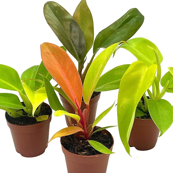 BubbleBlooms Philodendron Assortment Set, 2 inch pots, 4 Different Philo Imperial House Plants