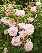 Pink New Dawn Climbing Rose Live Plant, Can Grow As Rose Bushes Shrubs, Fragrant Ready to Plant, Starter Size, 5 to 10 Inc Tall, Dormant in Winter