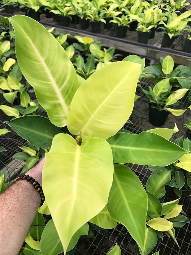 Philodendron Moonlight - Live Plant in a 4 Inch Growers Pot - Philodendron 'Moonlight' - Extremely Rare Indoor Air Purifying Houseplant