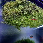 Riccia Fluitans Crystalwort Live Aquatic Plant for Aquarium