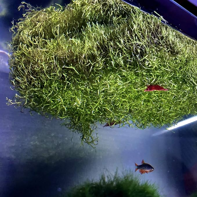 Riccia Fluitans Crystalwort Live Aquatic Plant for Aquarium