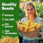 HOME GROWN Golden Bantam Sweet Corn Seeds 200+ Heirloom Non-GMO Seeds for Planting, High Germination, Yellow Kernel Corn on the Cob, Early Summer Harvest, Easy to Grow Home Garden Crop (Zea mays)