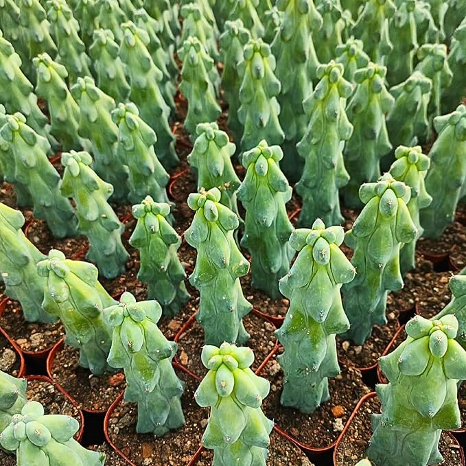 Boobie Cactus Live Plant - Myrtillocactus Geometrizans Fukurokuryuzinboku - 5-6 Inch Height, Unique Succulent Cactus for Indoor and Outdoor Home and Garden Decor, Low Maintenance and Drought-Tolerant