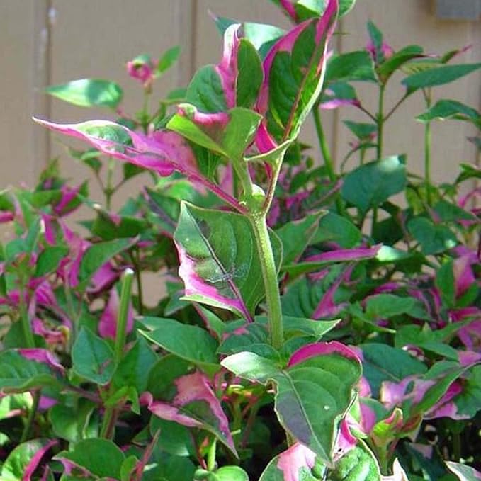 Chalily Joseph's Coat, a Great Live Pond Plant for Your Water Garden. Filters The koi and Goldfish Pond. Good for Bogs, Plant Shelf or Shallow Water This marginal Aquatic is a Real Beauty