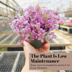 Callisia Rosato Pink Fairy Lady [Winter Thermal Packaging Included] Plant | Vibrant Indoor Plant with Striking Pink Foliage | Ideal for Home Decor and Small Spaces Houseplants Live Indoor House Plant