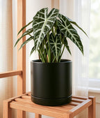 D'vine Dev 10 Inch Ceramic Planter Pot with Drainage Hole and Saucer, Indoor Cylinder Round Planter Pot, Black, 94-O-E-2