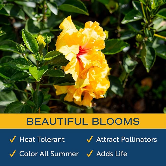 Costa Farms Live Tropical Hibiscus Plant with Yellow Flowers, 1-Gallon Grower Pot, 16-Inches Tall, Real Flowering Outdoor Plant for Patio, Deck, or Garden Decor, Natural Air Purifier
